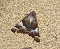 Niceteria macrocosma