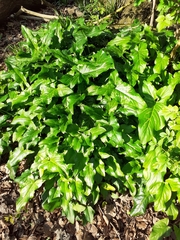 Arum italicum italicum