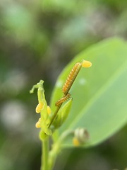 Heliconius charithonia