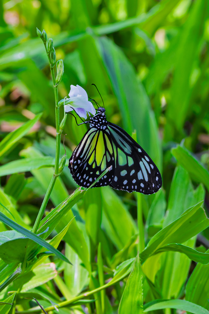 Yellow Glassy Tiger (Parantica aspasia)