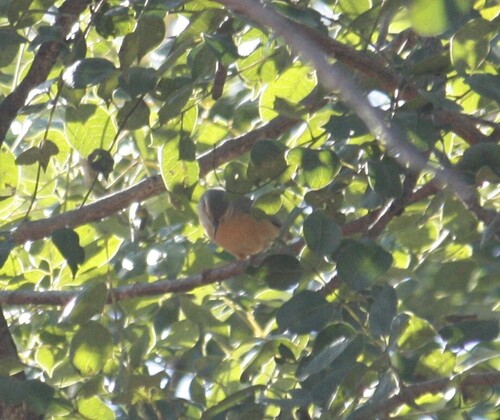 Long-billed Crombec (Sylvietta rufescens), photo 9