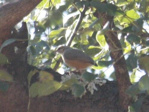 Long-billed Crombec (Sylvietta rufescens), photo 10
