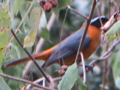 Cossypha semirufa