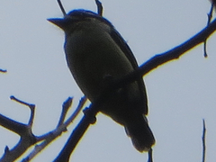 Pogoniulus bilineatus