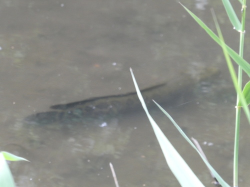 Channa argus