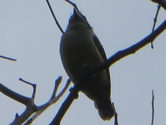 Pogoniulus bilineatus