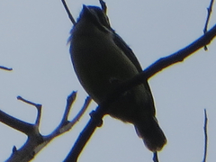 Pogoniulus bilineatus