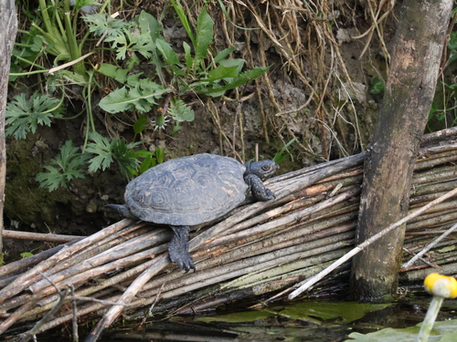 European Pond Turtle