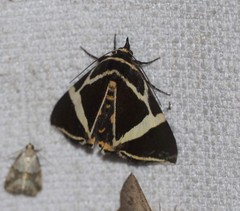 Fodina ostorius