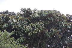 Englerophytum magalismontanum