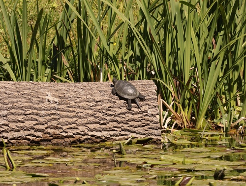 European Pond Turtle