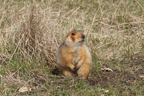 Russet Ground Squirrel, Аргаяшский р-н, Челябинская обл., Россия, photo 7 of 10