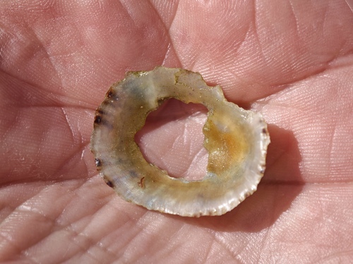 Patella caerulea