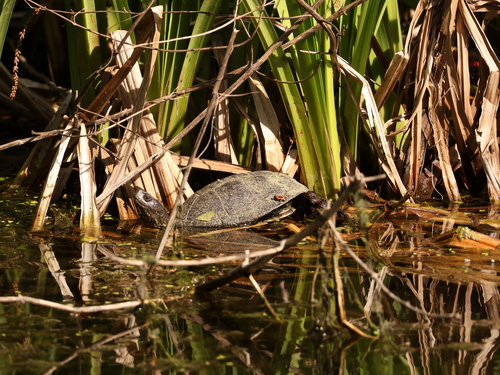 European Pond Turtle