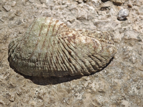Arca noae
