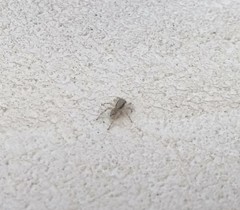 Menemerus bivittatus