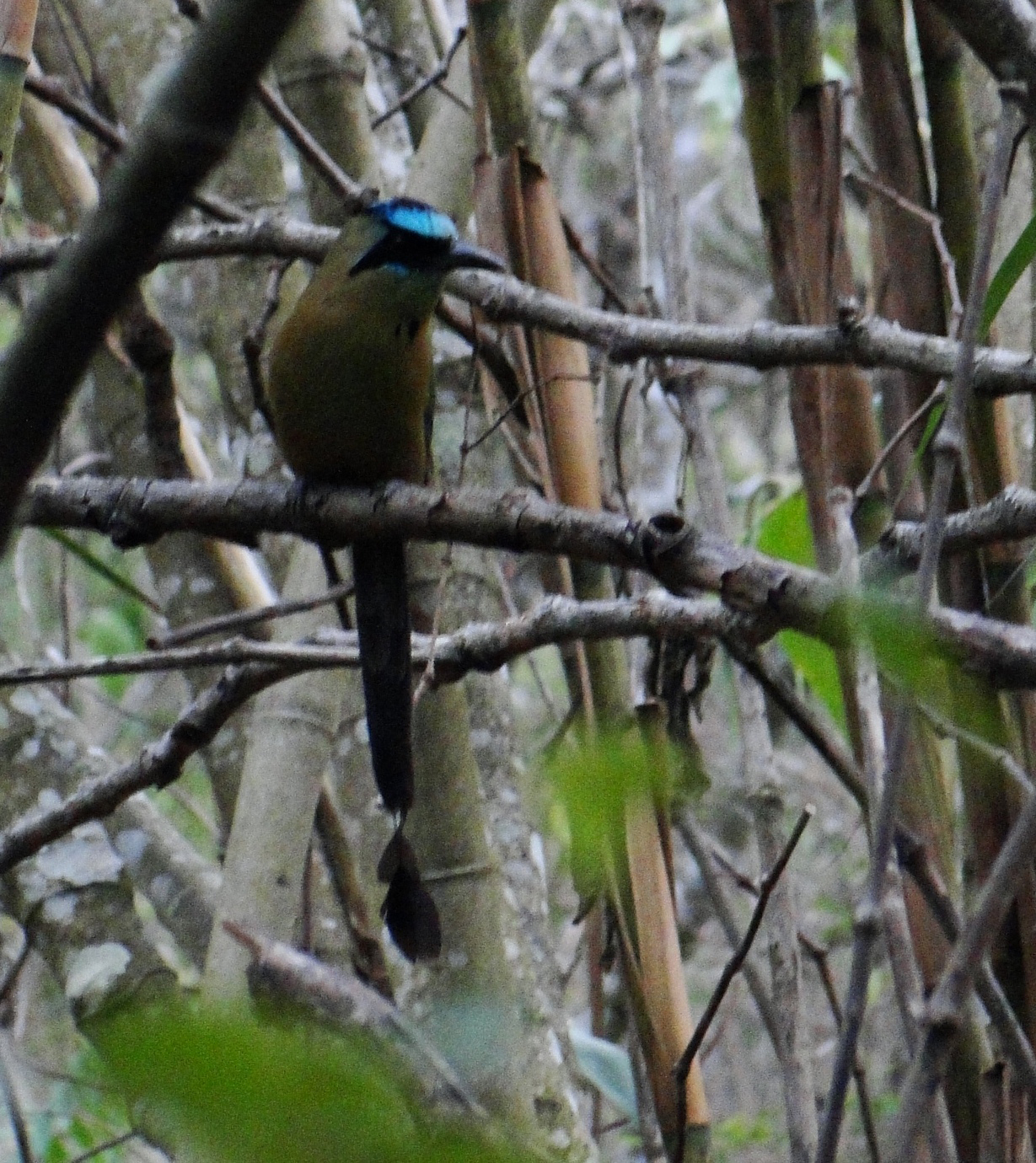 Momotus aequatorialis image