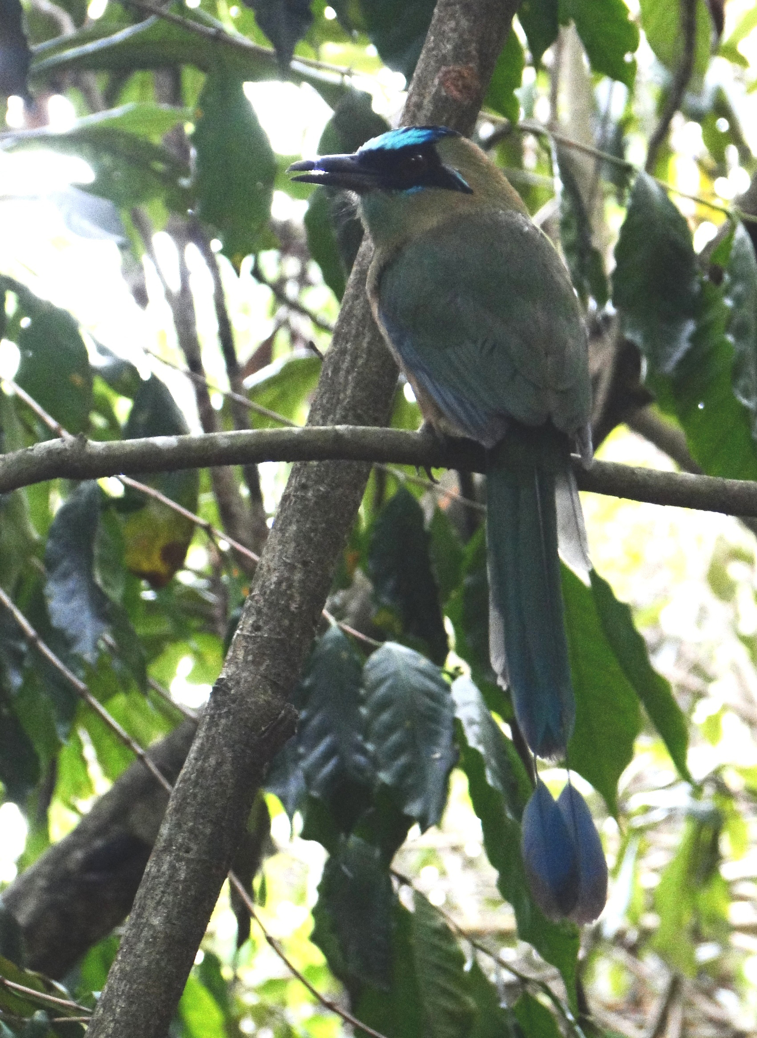 Momotidae image