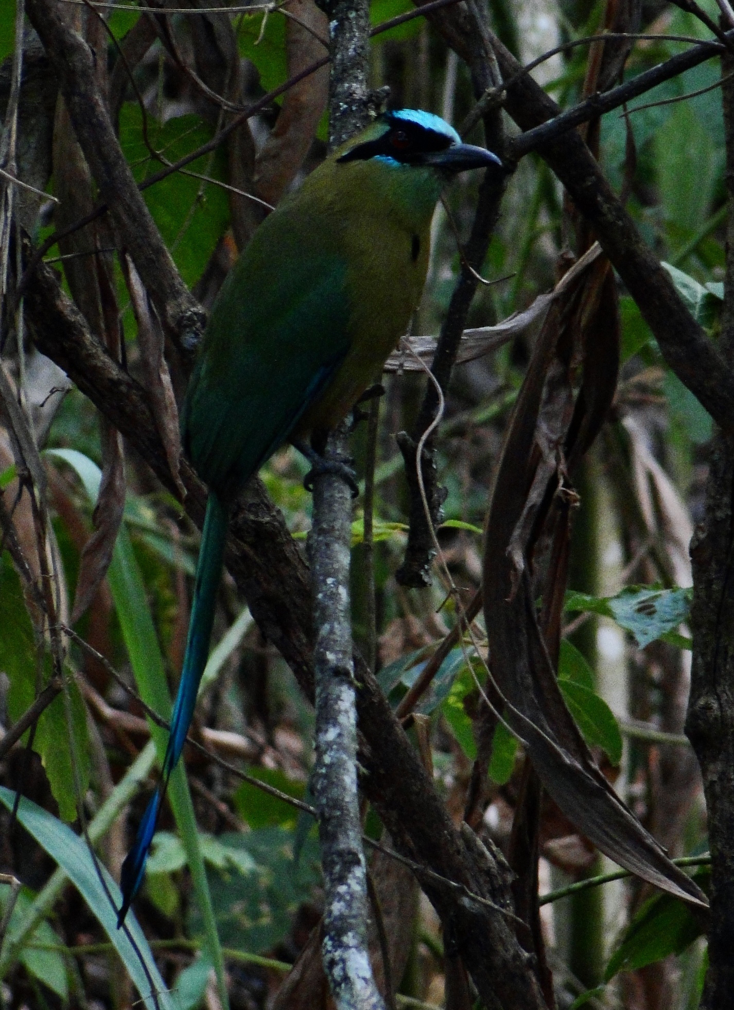 Momotus aequatorialis image