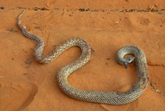 Leioheterodon geayi