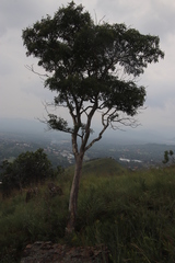 Heteropyxis natalensis