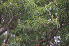 Heteropyxis natalensis