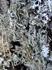 Cladonia cenotea