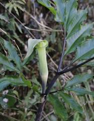 Arisaema yamatense sugimotoi