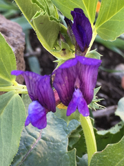 Vicia narbonensis