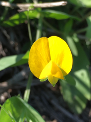 Lathyrus aphaca