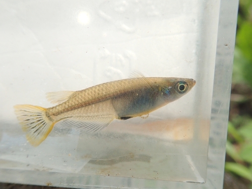 Oryzias latipes