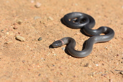 Diadophis punctatus modestus