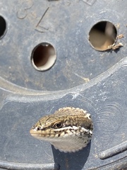 Heremites vittatus