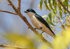 Leptopterus chabert chabert