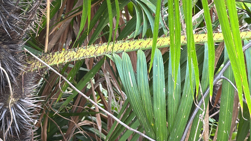 Calamus melanochaetes observed 2026-04-26