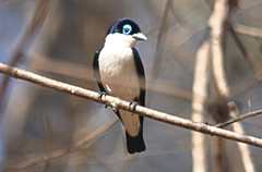 Leptopterus chabert chabert