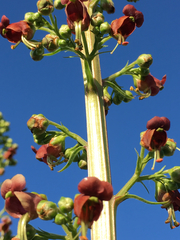 Scrophularia rubricaulis