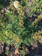 Scrophularia rubricaulis