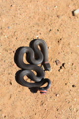 Diadophis punctatus modestus