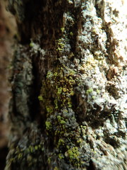 Chaenotheca chrysocephala