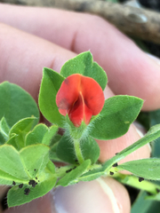 Lotus tetragonolobus