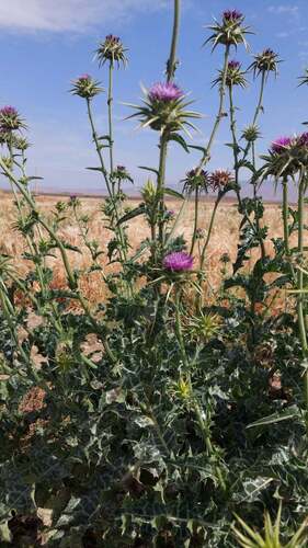 milk thistle