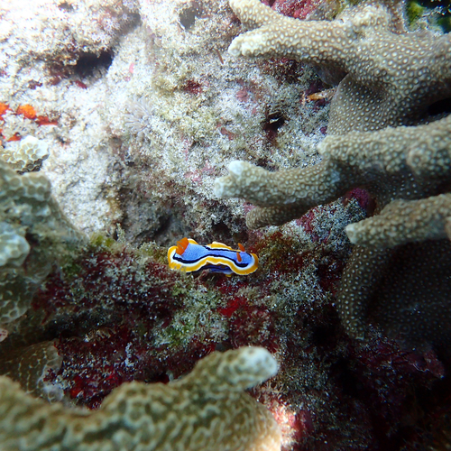 Chromodoris annae