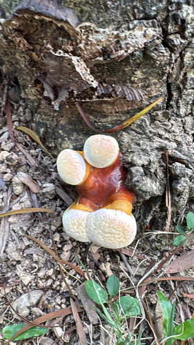 Ganoderma tropicum observed 2026-04-26