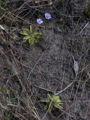 Pinguicula ionantha