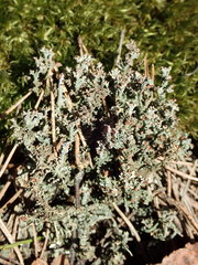Cladonia phyllophora