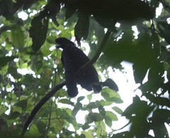 Cephalopterus penduliger