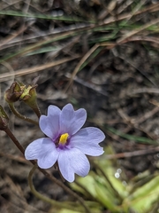 Pinguicula ionantha