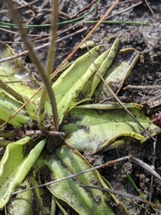 Pinguicula ionantha