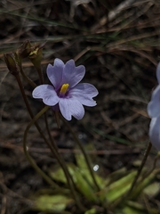 Pinguicula ionantha